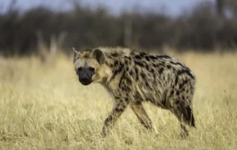 A lone hyena walks in the high grass and stares down the camera, Hwange National Park, Zimbabwe - Yellow Zebra Safaris