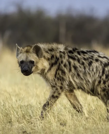 A lone hyena walks in the high grass and stares down the camera, Hwange National Park, Zimbabwe - Yellow Zebra Safaris