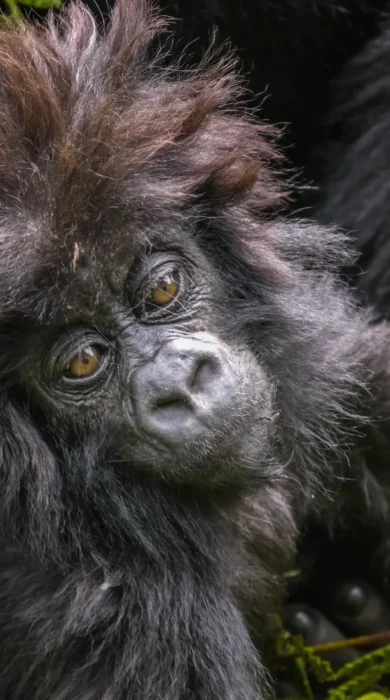 baby gorilla, rwanda safaris, kenya holidays
