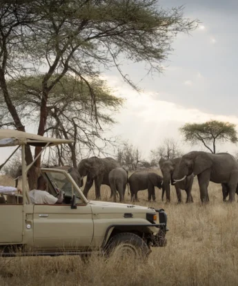 Kigelia Ruaha13