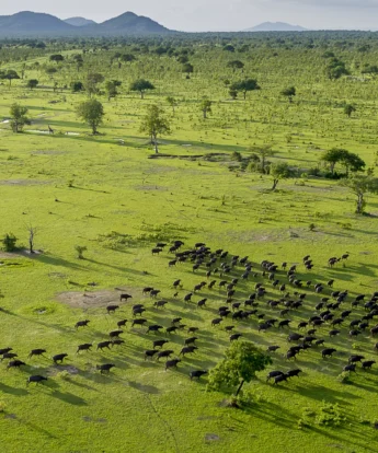 roho y selous selous tanzania yellow zebra safaris