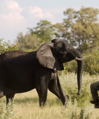 kwando lebala tracker and elephant