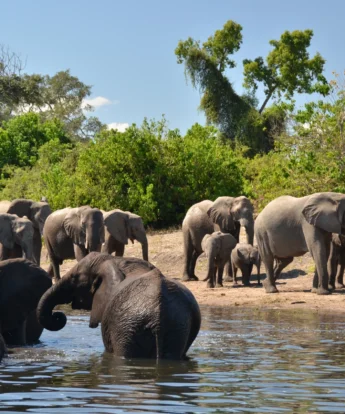 Muchenje Safari Lodge elephants