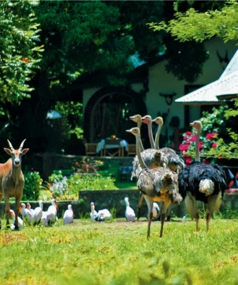 Tanzania game meru game lodge