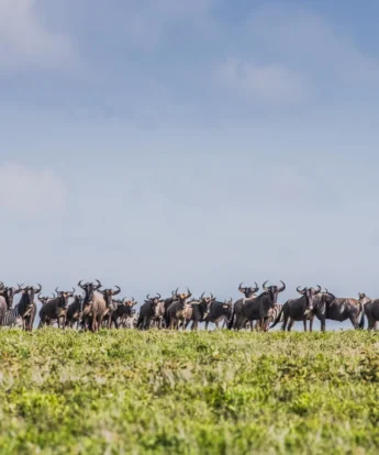 Wildebeest migration, Songa Migrational Camp, Serengeti, Tanzania