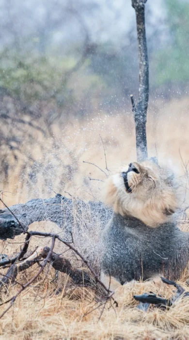 lion, true zambia experience trip