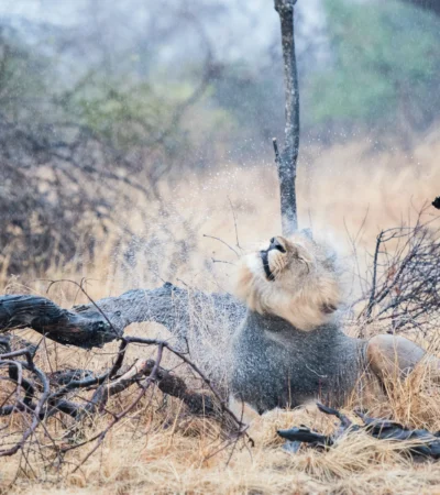 lion, true zambia experience trip