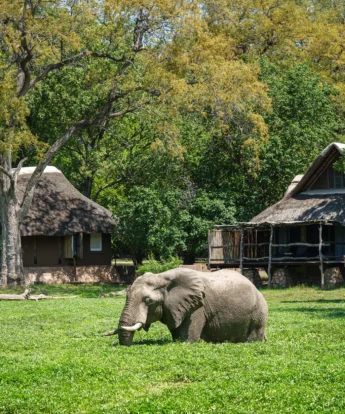 Elephants, Mfuwe Lodge, South Luangwe NP, Zambia