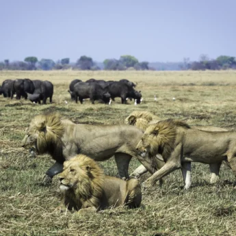 Kafue 2014 09 179
