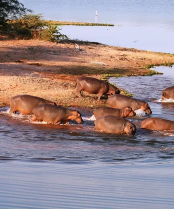changa safari camp hippos zimbabwe yellow zebra safaris