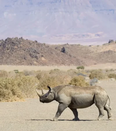 rhino doro nawas camp namibia yellow zebra safaris