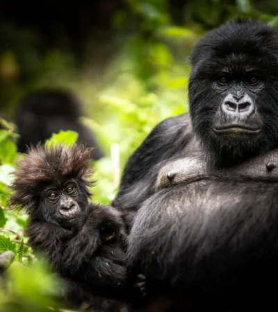 Gorilla, Bisate Reserve, Volcanoes National Park, Rwanda