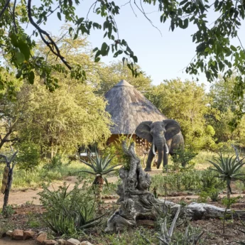 Motswari Private Game Reserve Elephant