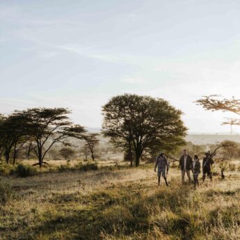 Guided walking safari across open grassland, East Africa, Yellow Zebra Safaris