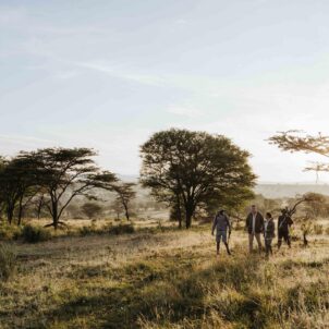 Guided walking safari across open grassland, East Africa, Yellow Zebra Safaris