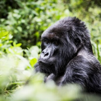Mountain gorilla in forest vegetation, Volcanoes National Park, Rwanda, Yellow Zebra Safaris