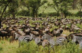 Herds of wildebeest and zebra on the plains, Serengeti, Tanzania, Yellow Zebra Safaris