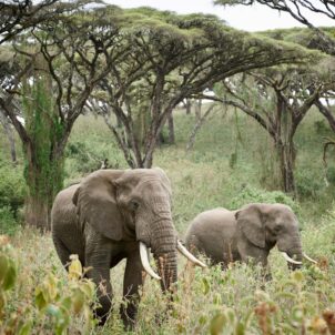 Elephants walking through forest clearing, Ngorongoro, Tanzania, Yellow Zebra Safaris