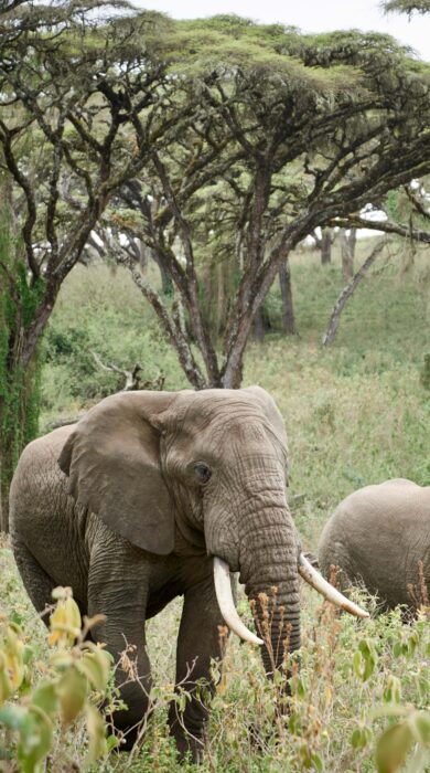 Elephants walking through forest clearing, Ngorongoro, Tanzania, Yellow Zebra Safaris