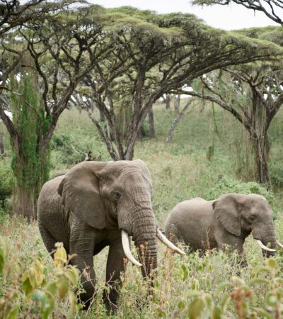 Elephants walking through forest clearing, Ngorongoro, Tanzania, Yellow Zebra Safaris