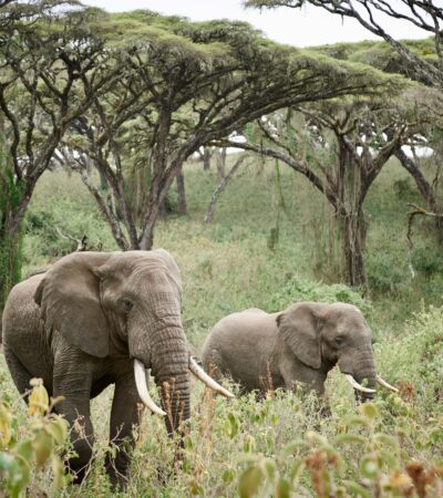 Elephants walking through forest clearing, Ngorongoro, Tanzania, Yellow Zebra Safaris