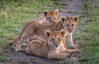 Lion cubs resting on grassland, Mara, Kenya, Yellow Zebra Safaris