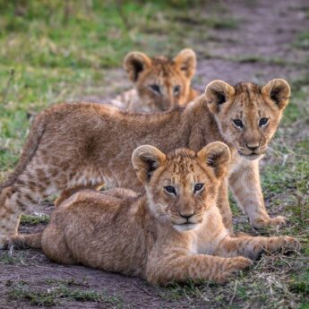 Lion cubs resting on grassland, Mara, Kenya, Yellow Zebra Safaris