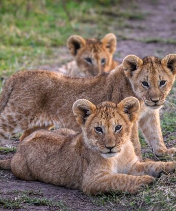 Lion cubs resting on grassland, Mara, Kenya, Yellow Zebra Safaris