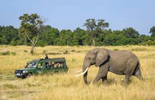 Elephant beside safari vehicle in open grassland, Mara, Kenya, Yellow Zebra Safaris
