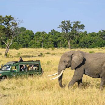 Elephant beside safari vehicle in open grassland, Mara, Kenya, Yellow Zebra Safaris