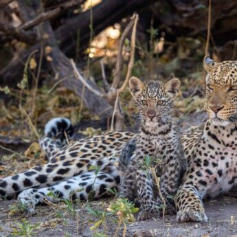 Leopard and cub resting together, Linyanti, Botswana, Yellow Zebra Safaris