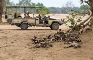 Wild dogs resting beside a safari vehicle, Lower Zambezi, Zambia, Yellow Zebra Safaris