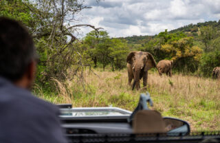 Elephant viewed on game drive, Akagera National Park, Rwanda, Yellow Zebra Safaris