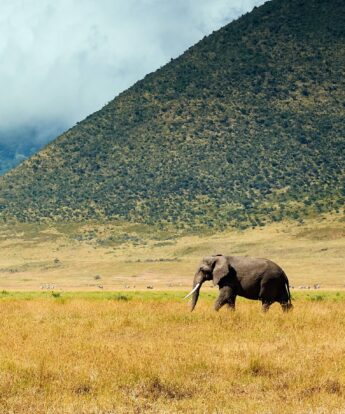 elephant crosses the plains, tanzania - Yellow Zebra Safari