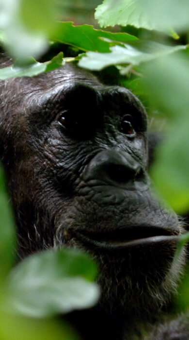 A chimpanzee sits in a bush, Tanzania - Yellow Zebra Safaris