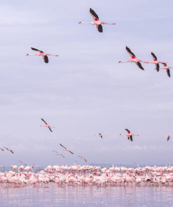 Flamingoes Lake Elmenteita, Loldia House, Great Rift Valley, Kenya