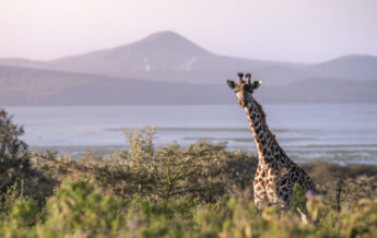 Giraffe at Lake Naivasha, Loldia House, Great Rift Valley, Kenya