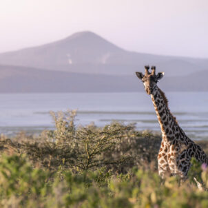Giraffe at Lake Naivasha, Loldia House, Great Rift Valley, Kenya