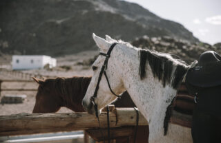 horses, desert homestead lodge, namibia, yellow zebra safaris