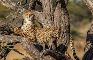 cheetah, etosha national park, namibia, yellow zebra safaris