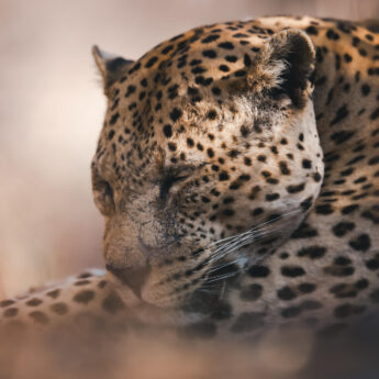 leopard, okonjima plains, namibia, yellow zebra safaris