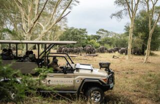 Game drive, Gorongosa, Mozambique, Yellow Zebra Safaris