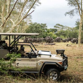 Game drive, Gorongosa, Mozambique, Yellow Zebra Safaris