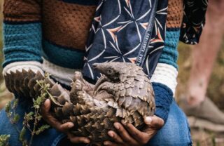 Pangolin Experience, Chicari Camp, Gorongosa, Mozambique, Yellow Zebra Safaris