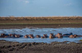 Hippo pod, Gorongosa National Park, Mozambique, Yellow Zebra Safaris