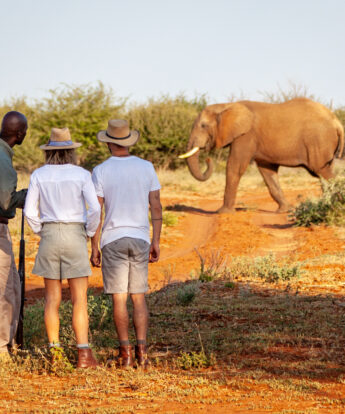 elephant on walking safari, madikwe hills, south africa - Yellow Zebra Safaris