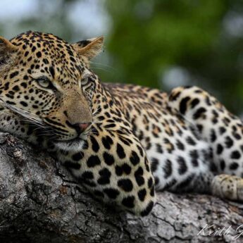 leopard, inyati game lodge, sabi sands, south africa - Yellow Zebra Safaris