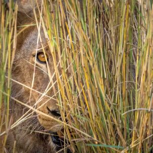 lion in the grass, wilderness mokete, mababe, botswana