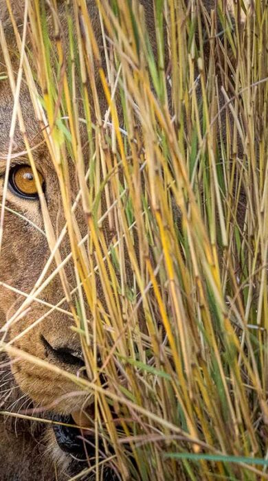lion in the grass, wilderness mokete, mababe, botswana