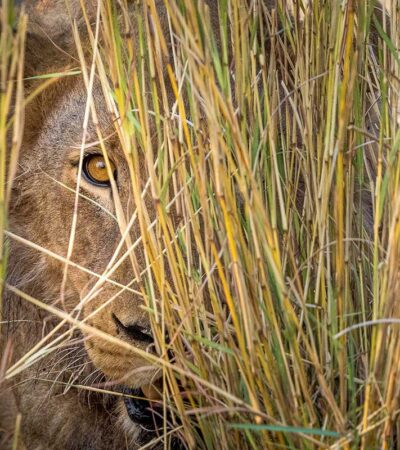 lion in the grass, wilderness mokete, mababe, botswana